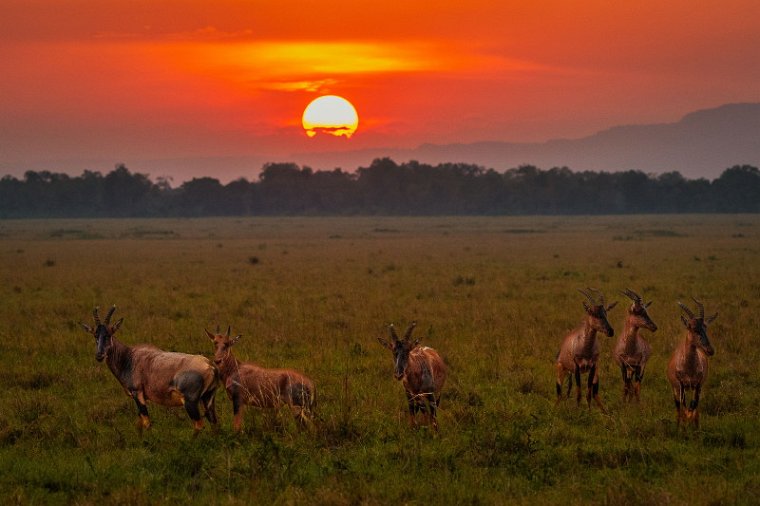 099 Masai Mara, lierantilopes.jpg